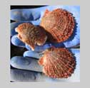 pacific rock scallops