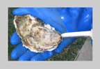 oyster shucking