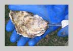 oyster shucking