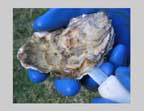 oyster shucking