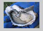 oyster shucking